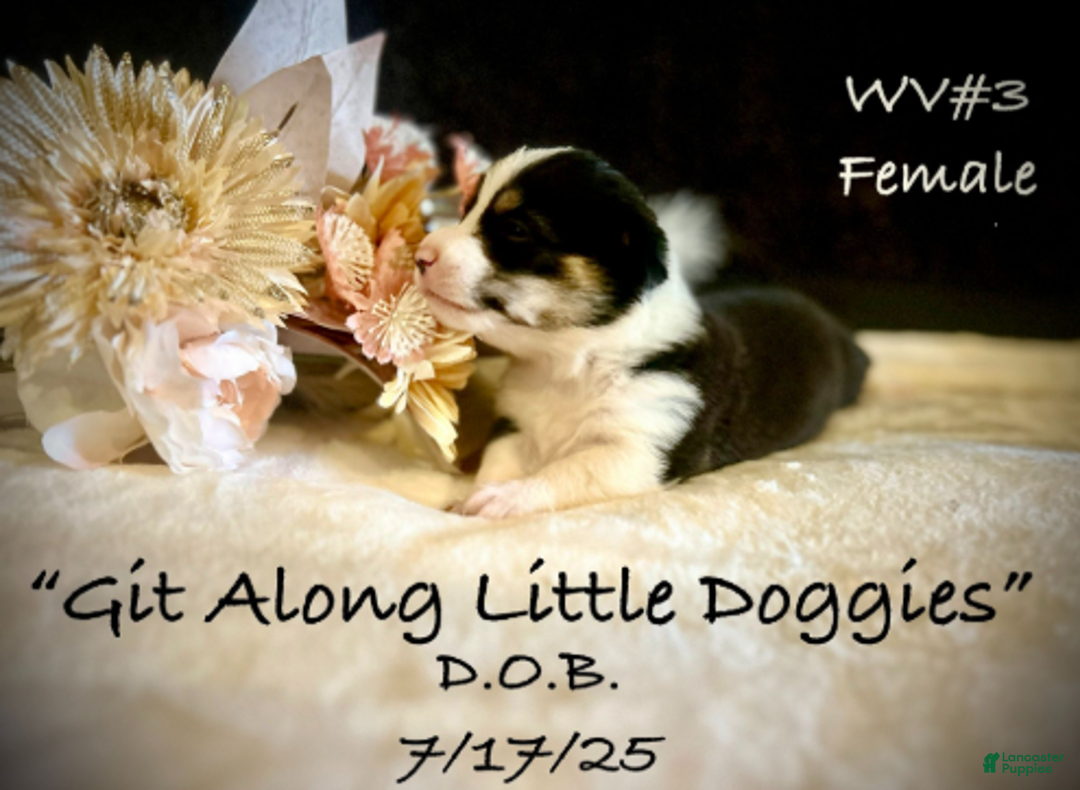 Welsh Corgi Pembroke dogs for sale: WV#3 - Ad 4