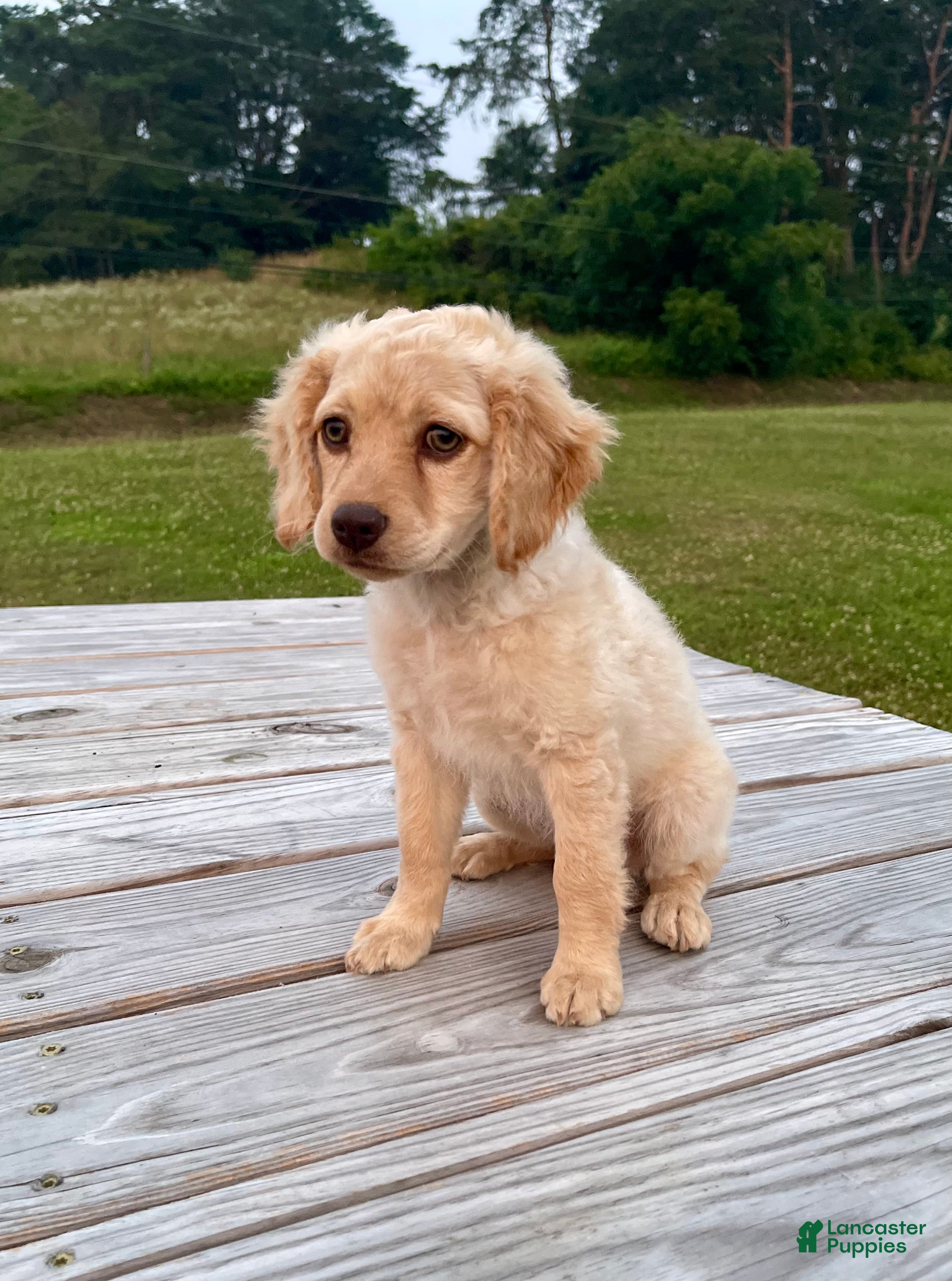 Cockapoo dogs Lily - Ad 2