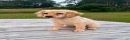 Cockapoo dogs for sale: Lily - Ad 2