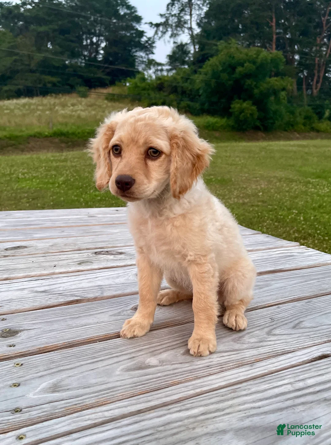 Cockapoo dogs for sale: Lily - Ad 2