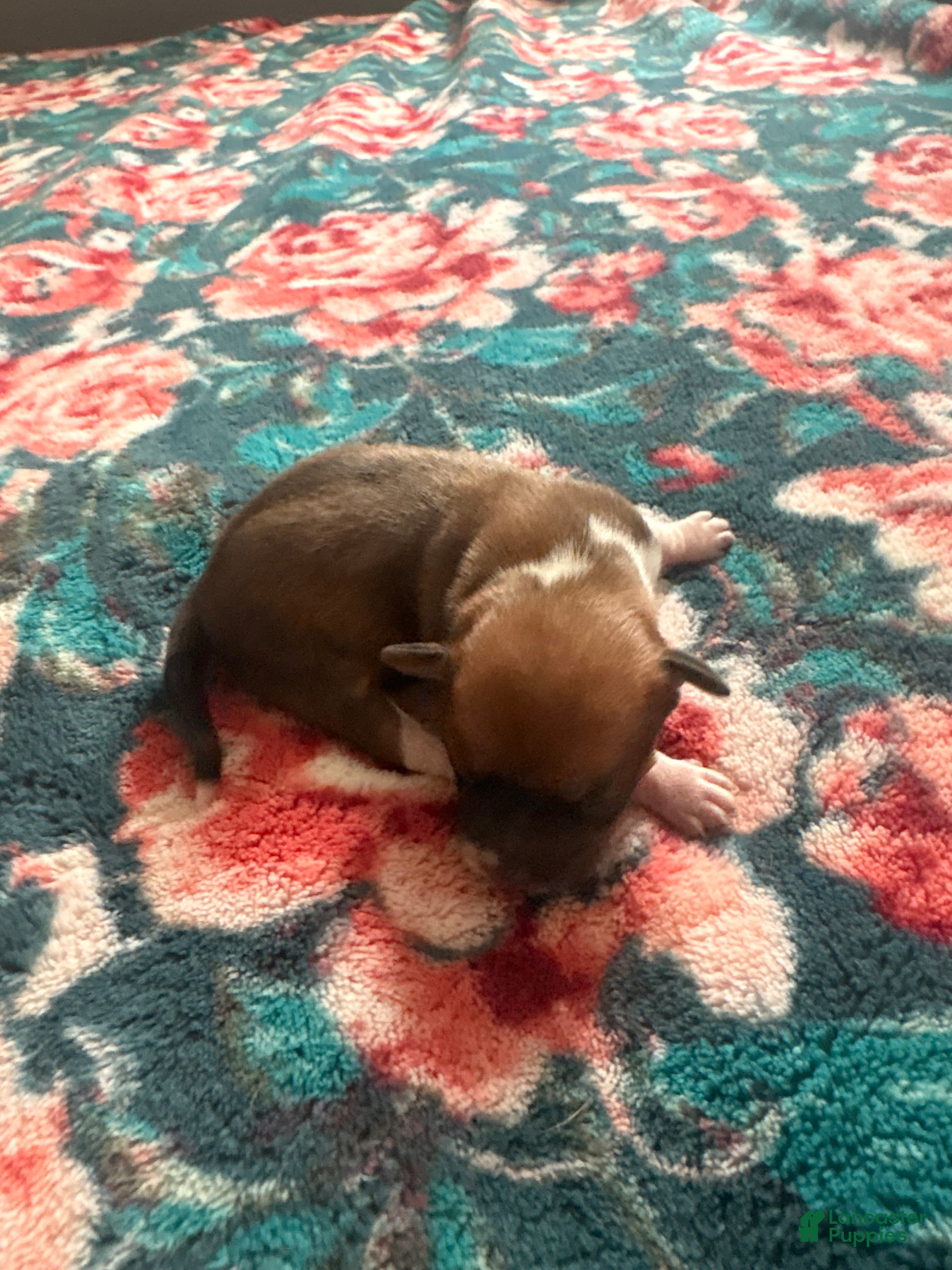 Chihuahua dogs Trix - Ad 1