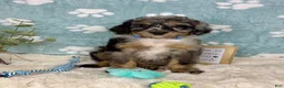 Mini Bernedoodle dogs for sale: Barkley  - Ad 2