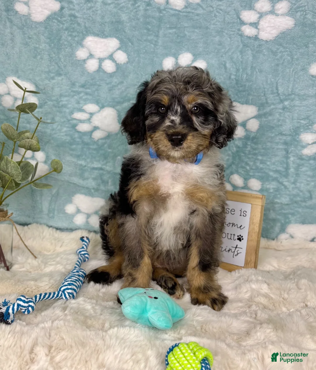 Mini Bernedoodle dogs for sale: Barkley  - Ad 2