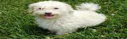 Teddy Bear dogs for sale: Kasper - Ad 5