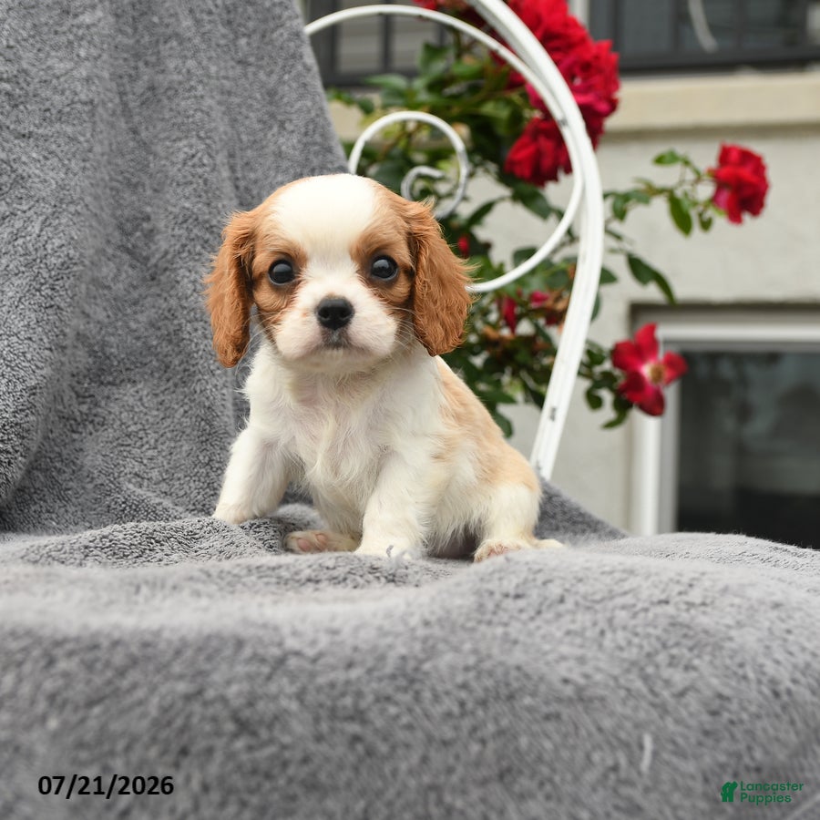 Cavalier King Charles Spaniel dogs Summer - Ad 1