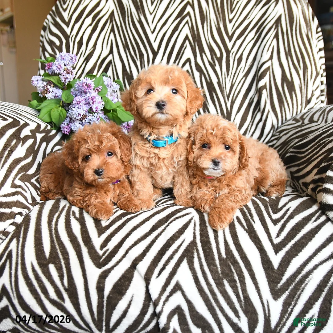Maltipoo dogs for sale: Luigi - Ad 5