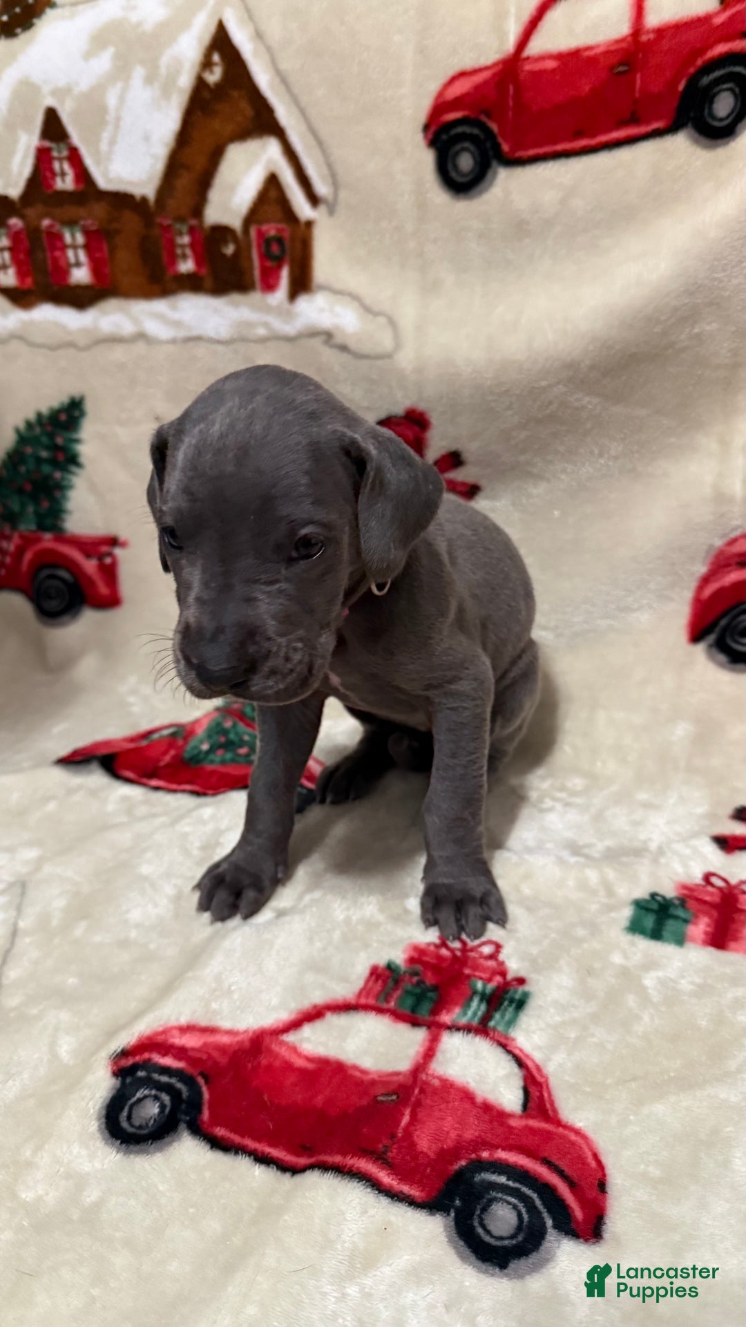 Great Dane dogs for sale: Max - Ad 6