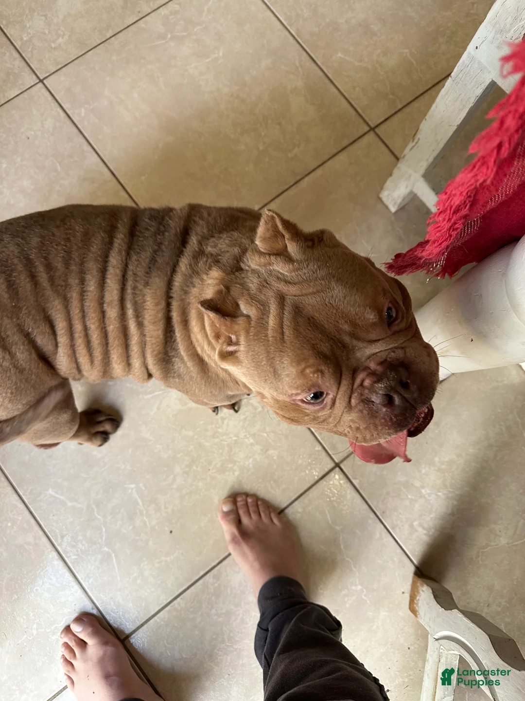 American Bully dogs for sale: American Bully Puppy 1 - Ad 1