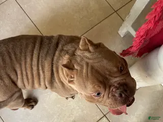 American Bully dogs American Bully Puppy 1 - Ad 23