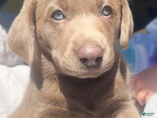 Labrador Retriever dogs Sally - Ad 38