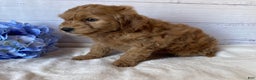 Mini Goldendoodle dogs for sale: Kirby - Ad 4