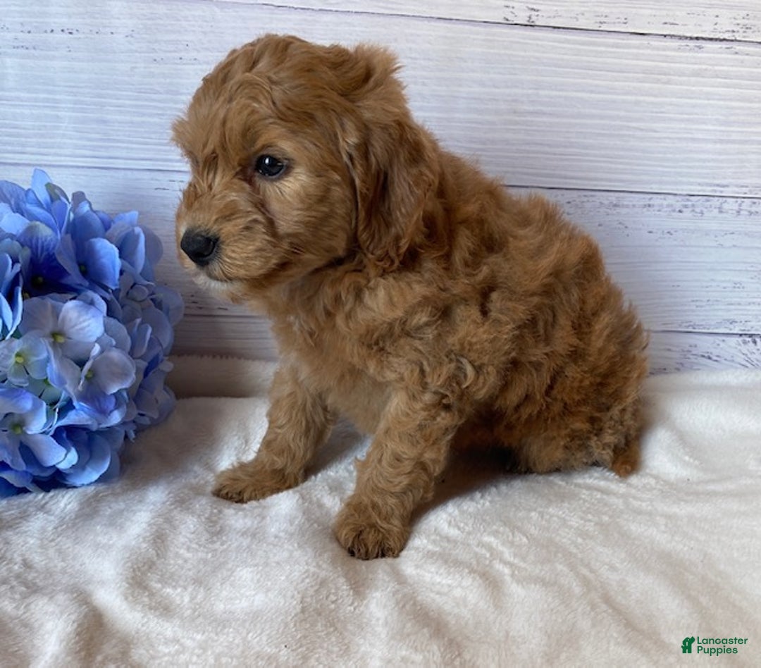 Mini Goldendoodle dogs for sale: Kirby - Ad 4