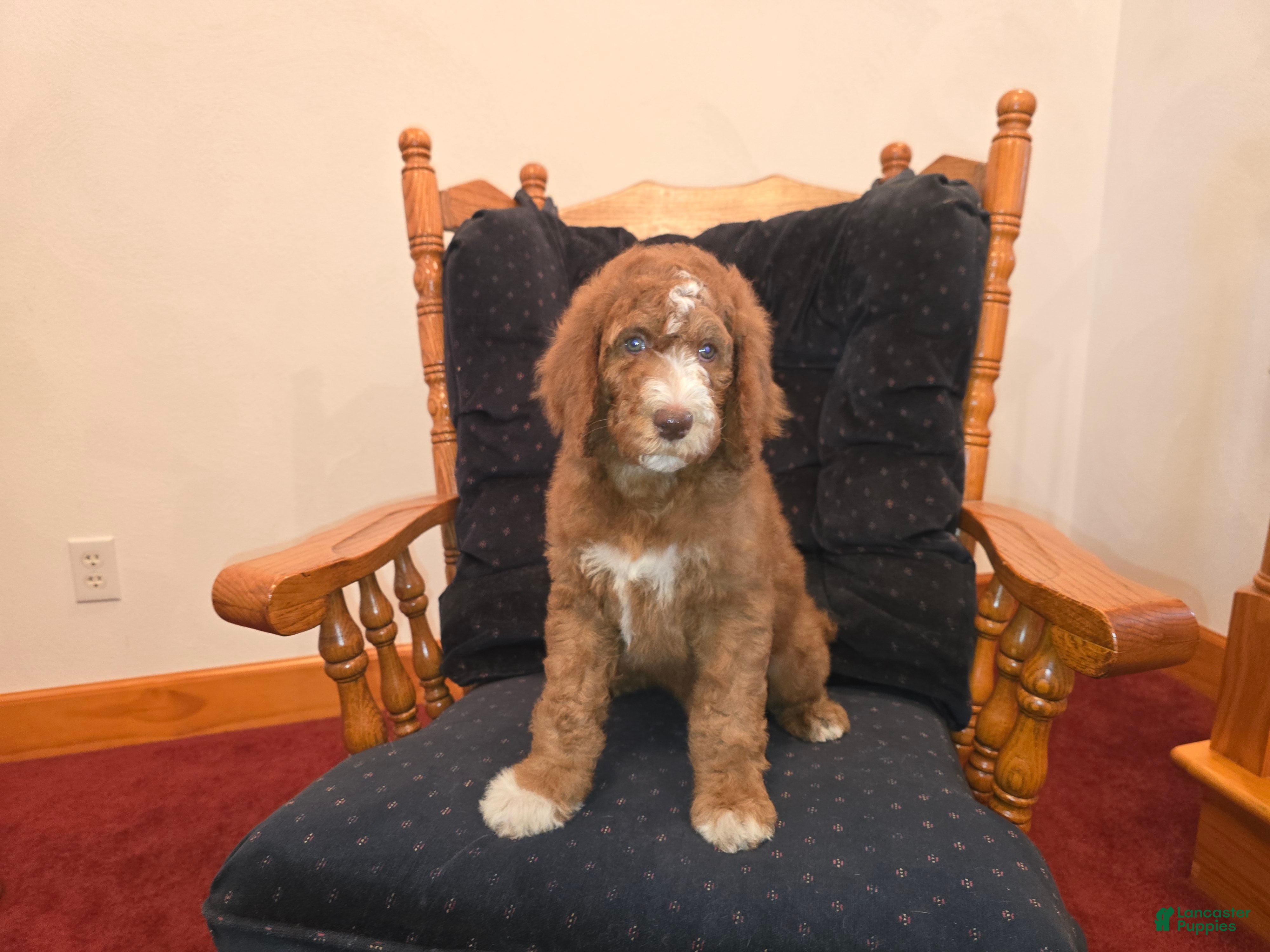 Standard Poodle dogs Hunter - Ad 33