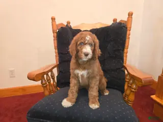 Standard Poodle dogs Hunter - Ad 12