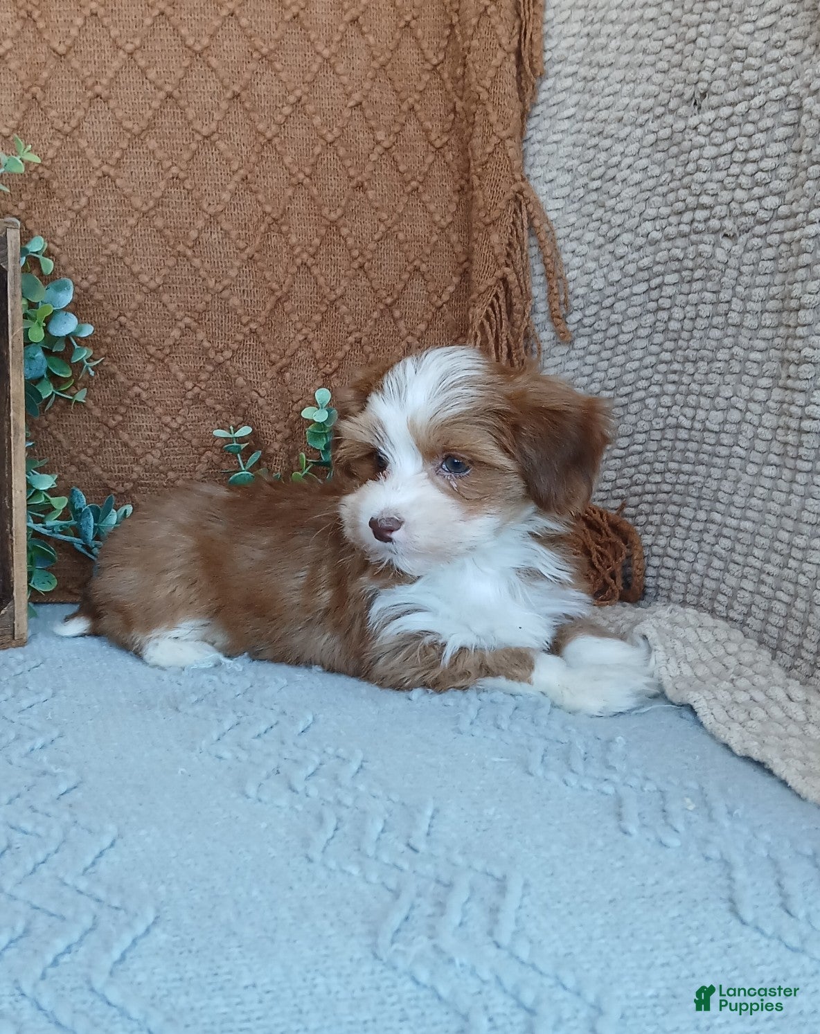 Havanese dogs Jayce  - Ad 2