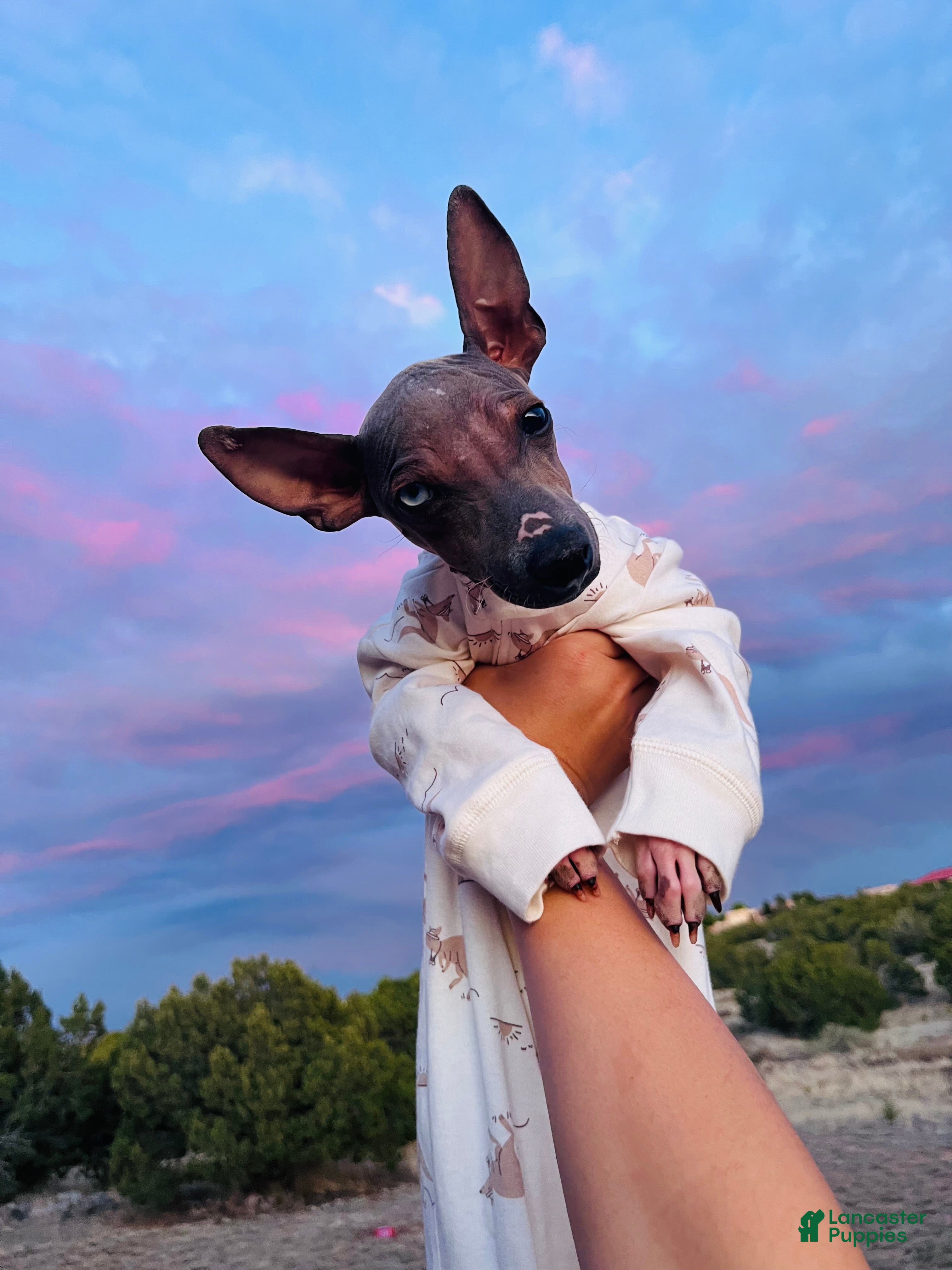 Rat Terrier dogs Luka American hairless terrier (rat terrier) - Ad 12