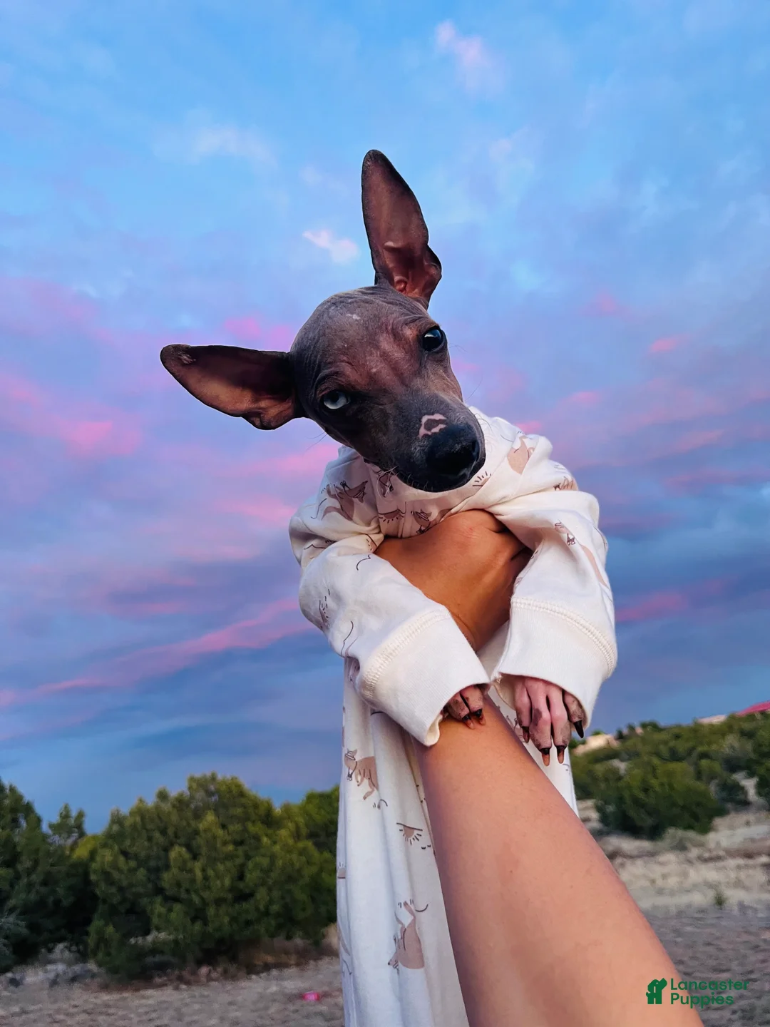 Rat Terrier dogs for sale: Luka American hairless terrier (rat terrier) - Ad 1