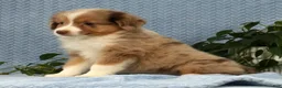 Miniature Australian Shepherd dogs for sale: Remi - Ad 9