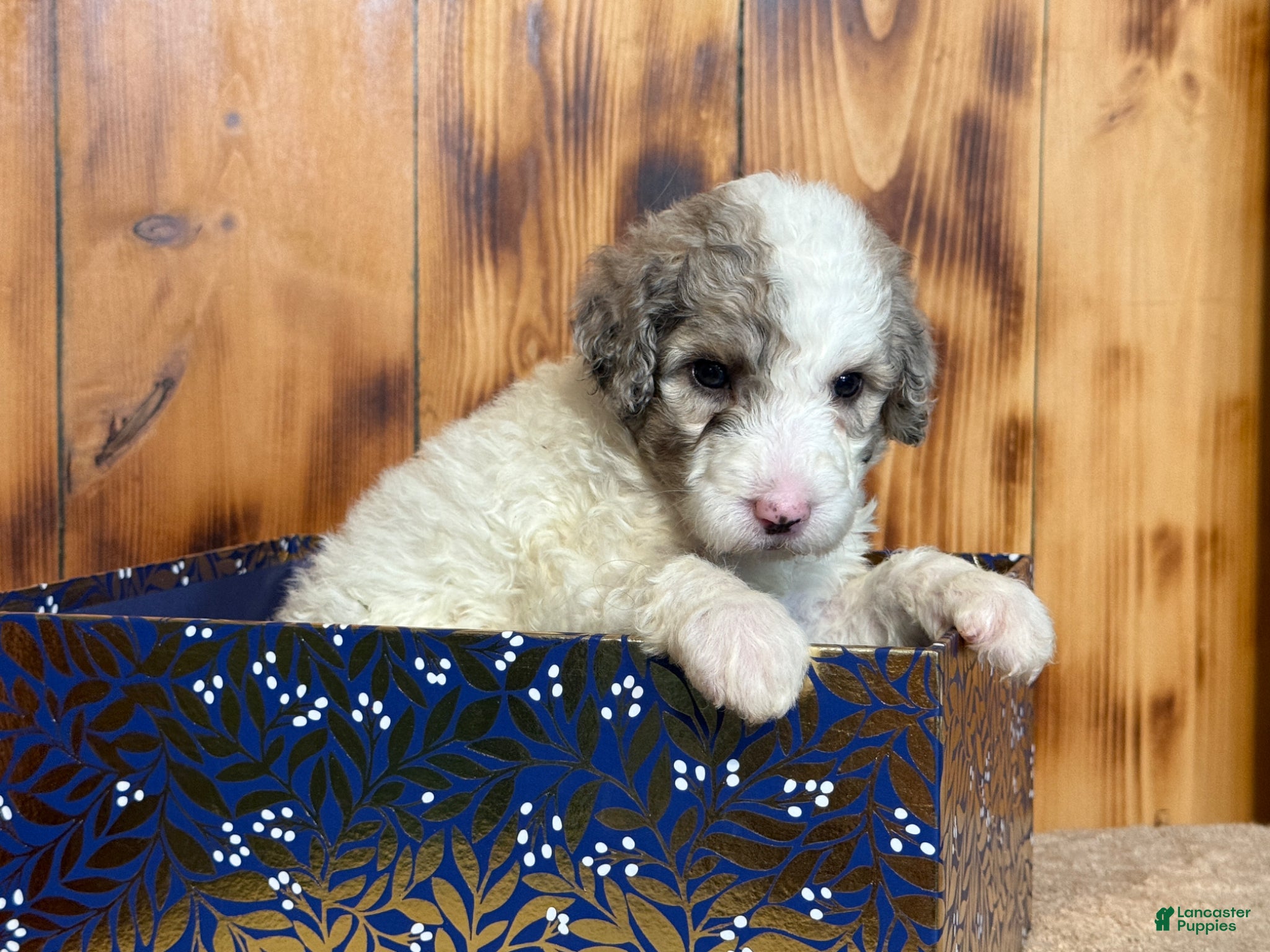 Sheepadoodle dogs Hara - Ad 2