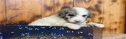 Sheepadoodle dogs for sale: Hara - Ad 2