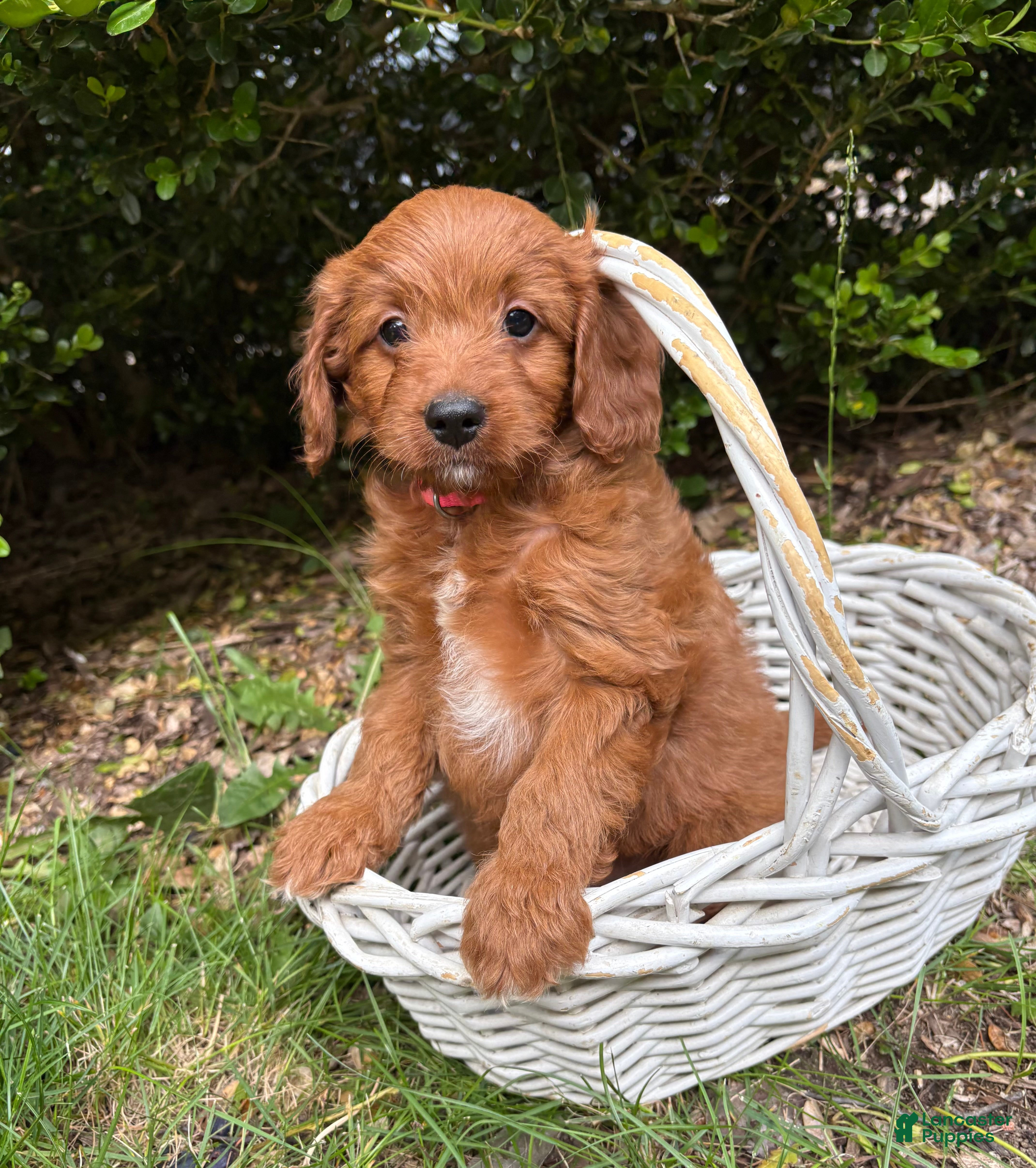 Goldendoodle dogs Arielle - Ad 2