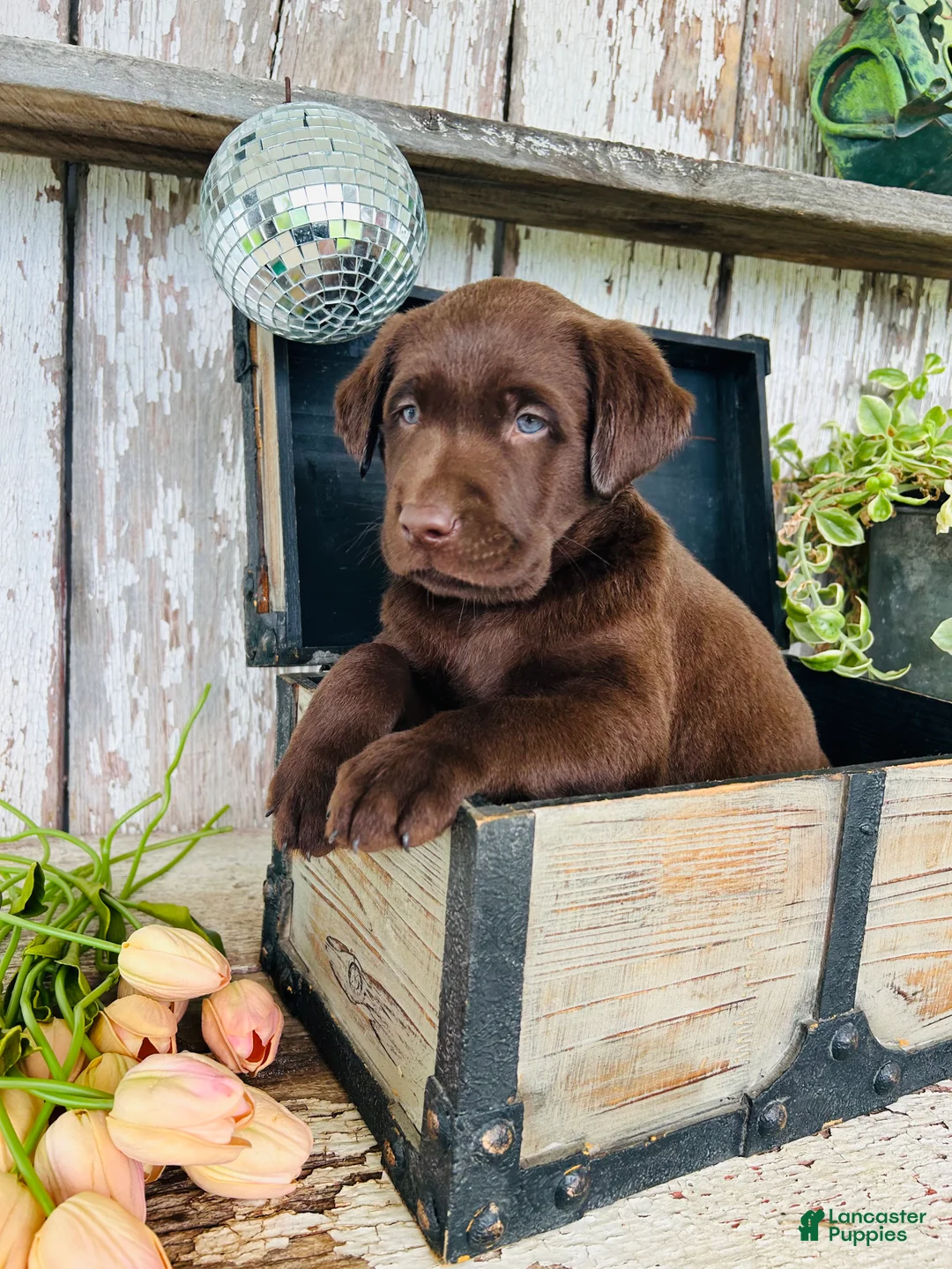 Labrador Retriever dogs for sale: Timmy  - Ad 2