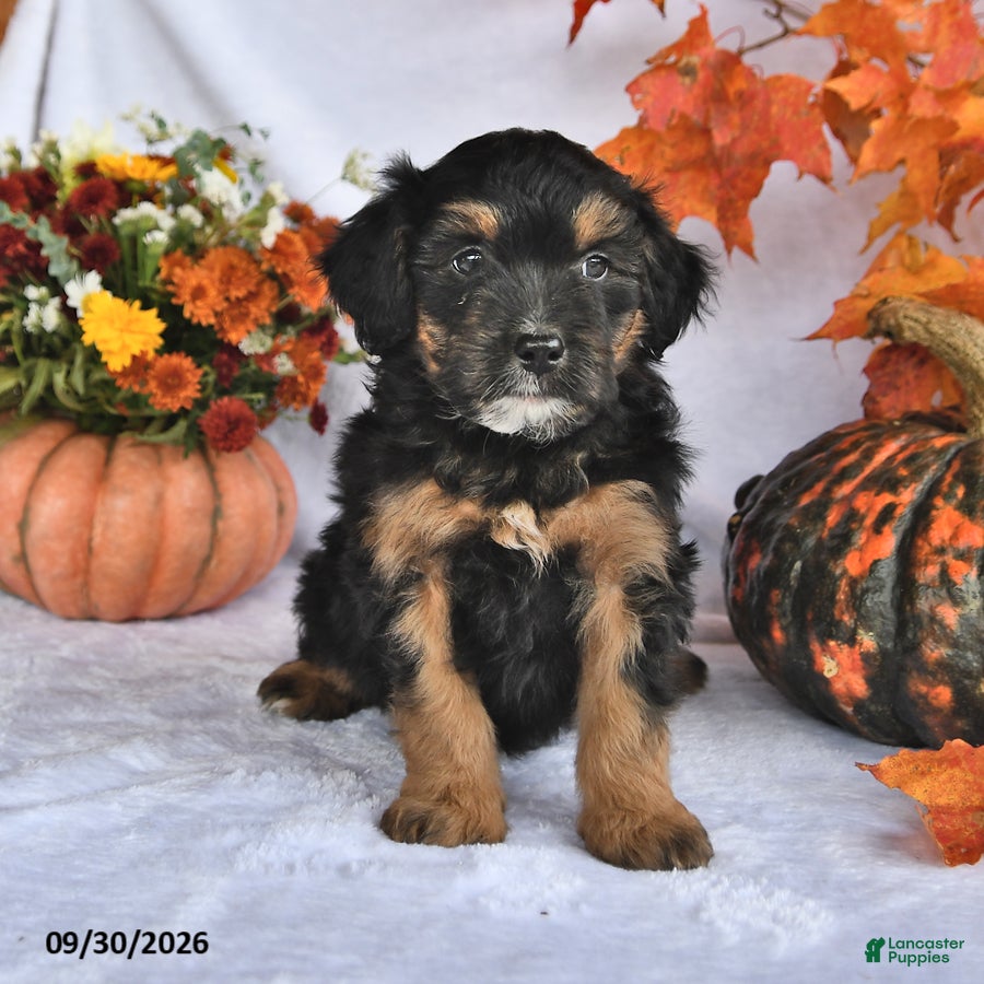 Bernedoodle dogs Cooper - Ad 2