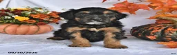 Bernedoodle dogs for sale: Cooper - Ad 2