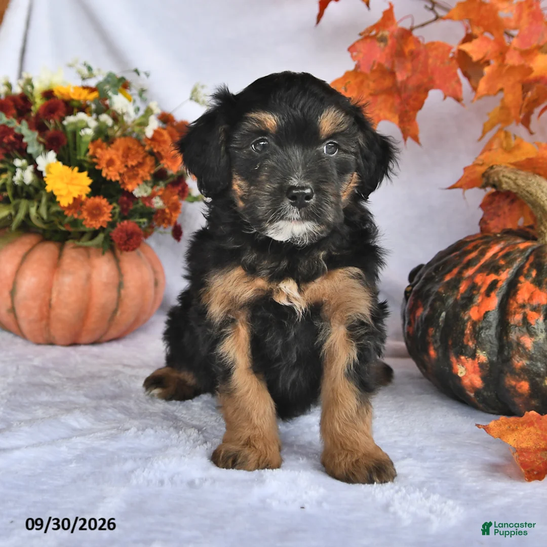 Bernedoodle dogs for sale: Cooper - Ad 2