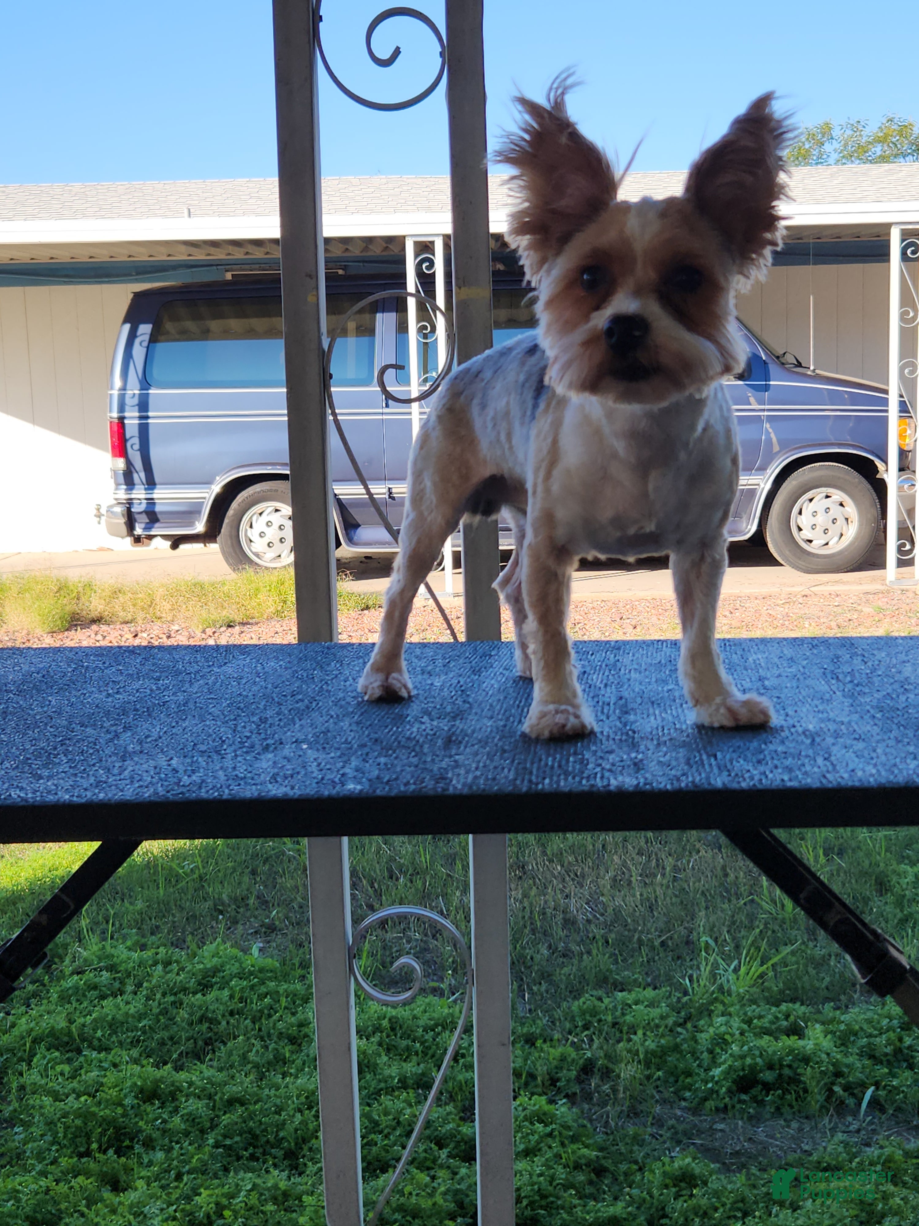 Shorkie dogs Deja - Ad 2