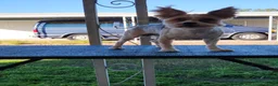 Shorkie dogs for sale: Deja - Ad 2
