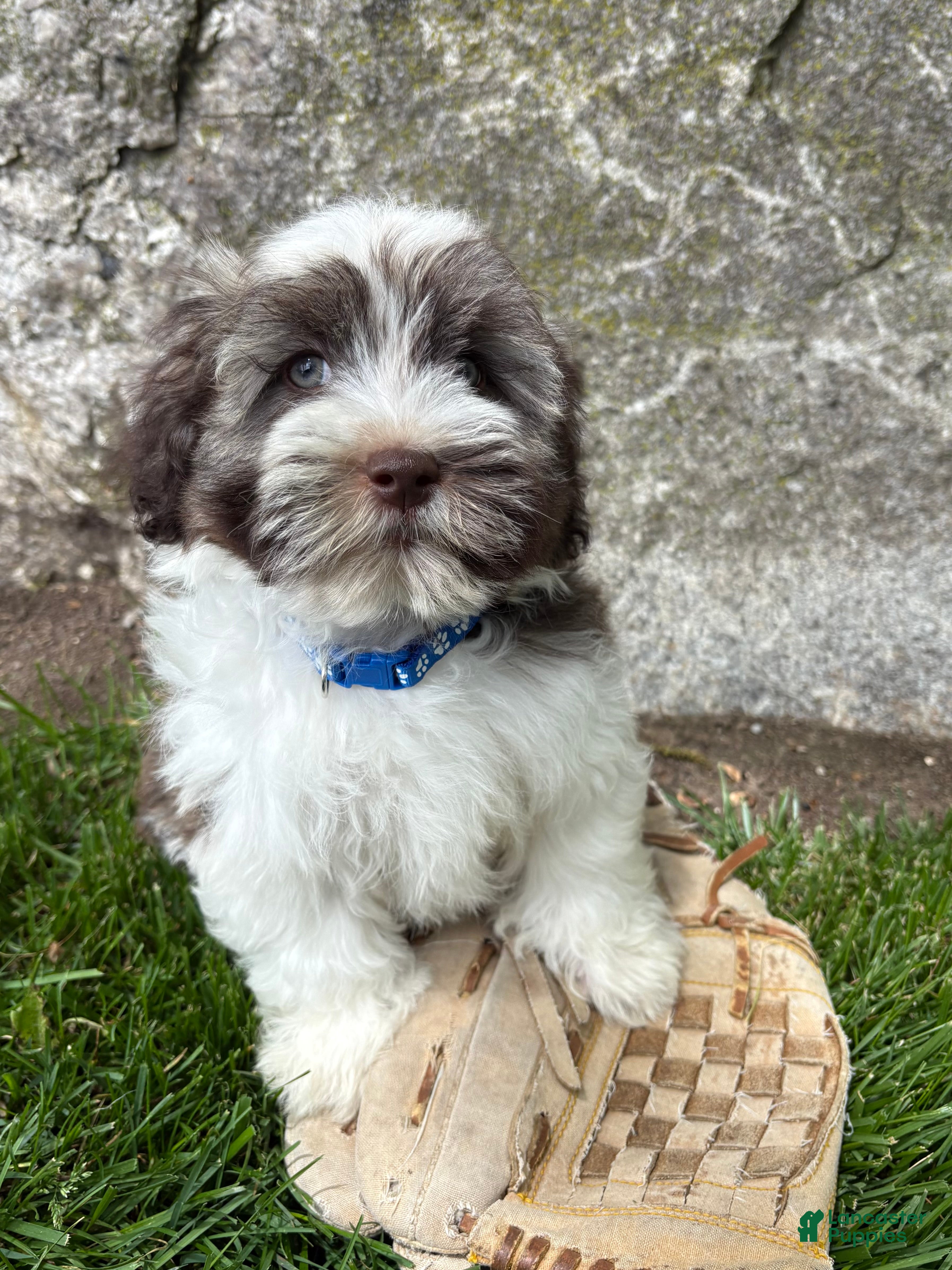 Havanese dogs Asher - Ad 2
