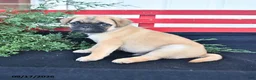 Mixed Breed dogs for sale: Butterfly - Ad 4