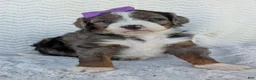 Mini Bernedoodle dogs for sale: Mini Indy - Ad 6