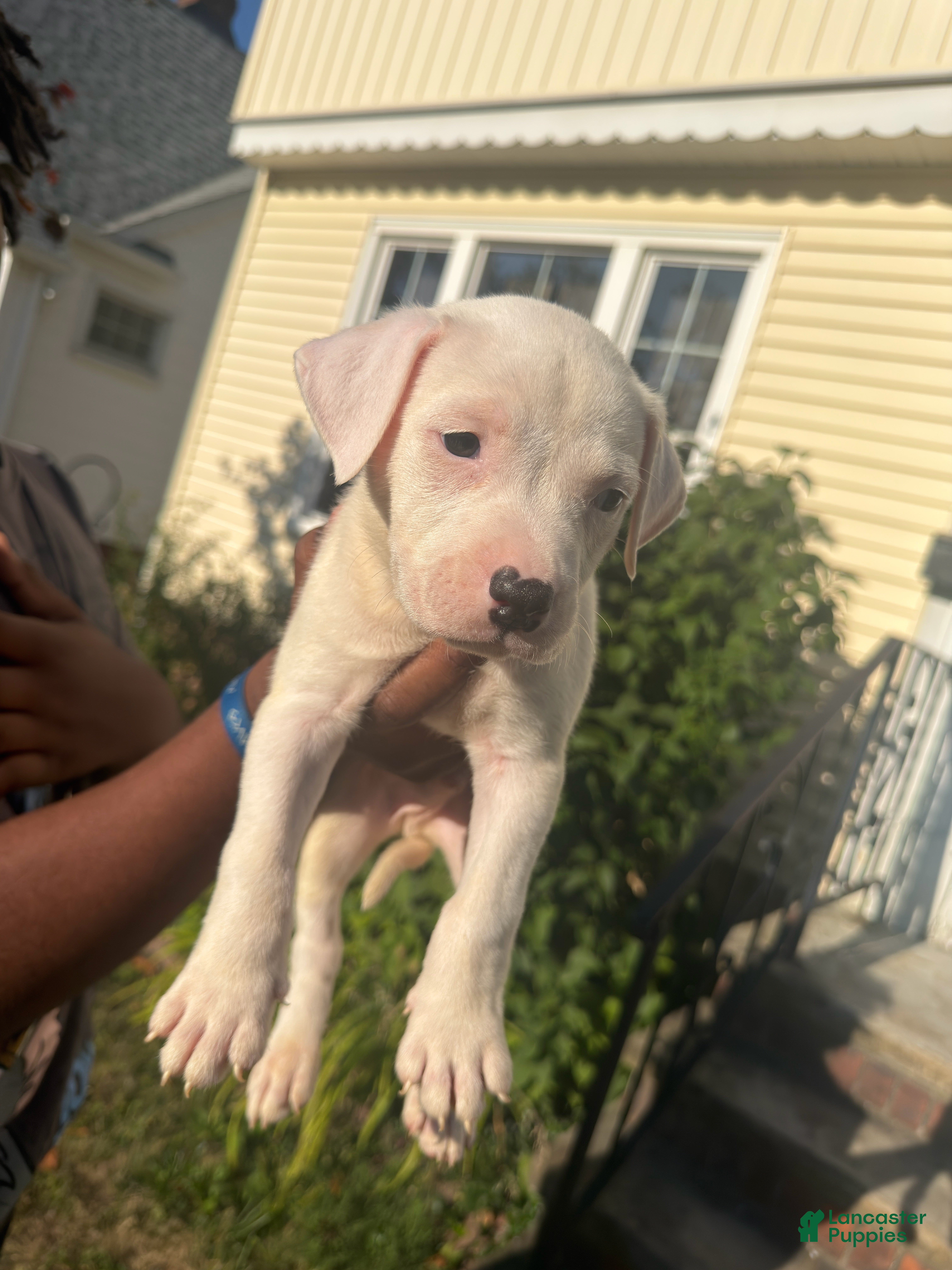 American Pit Bull Terrier dogs Olaf (boy)  - Ad 2