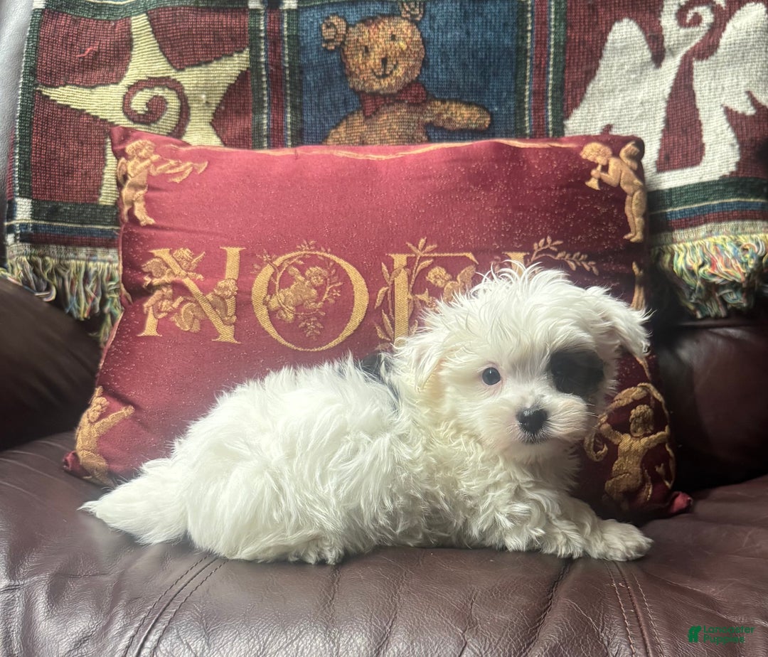 Morkie dogs for sale: Morkie Puppy 1 - Ad 2
