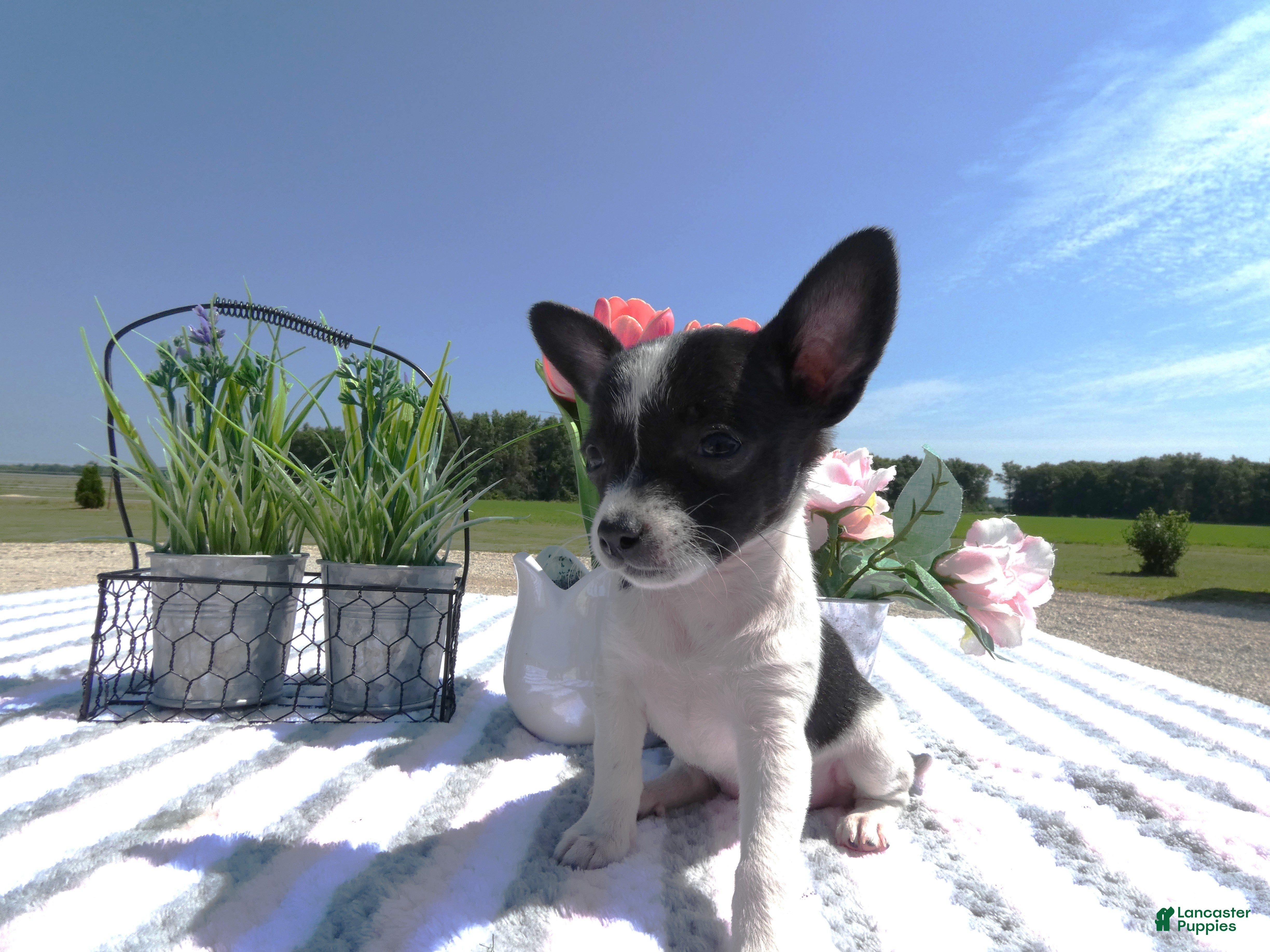 Chihuahua dogs Chihuahua 6 Lana - Ad 7