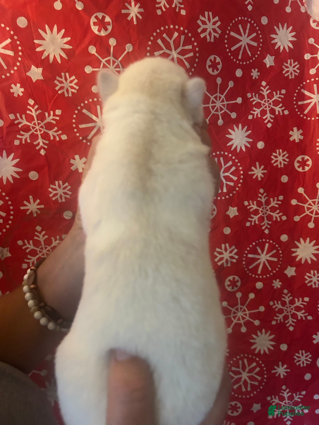 Gerberian Shepsky dogs for sale: Apollo Gerberian Shepsky Puppy 3 - Ad 2