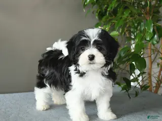 Mixed Breed dogs for sale: Sully - Ad 1