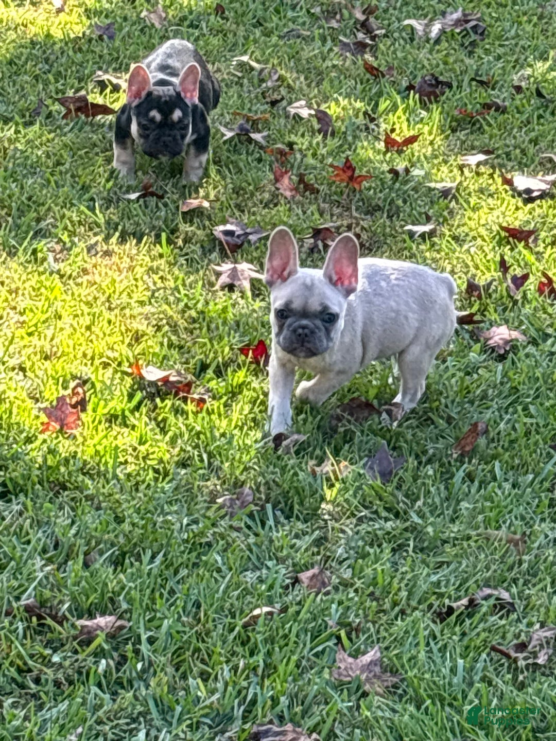 Gallery Image {{count}}