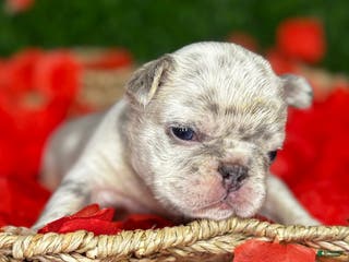 French Bulldog dogs AIKO - Ad 10