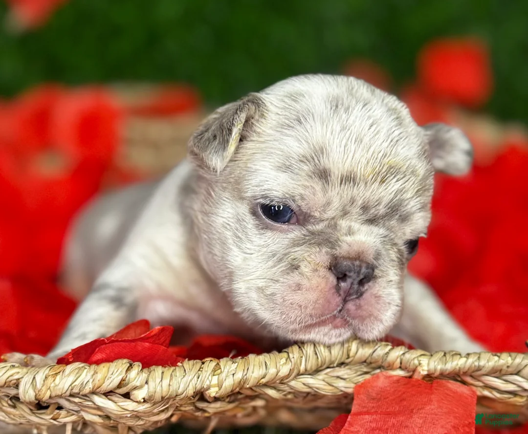 French Bulldog dogs for sale: AIKO - Ad 1