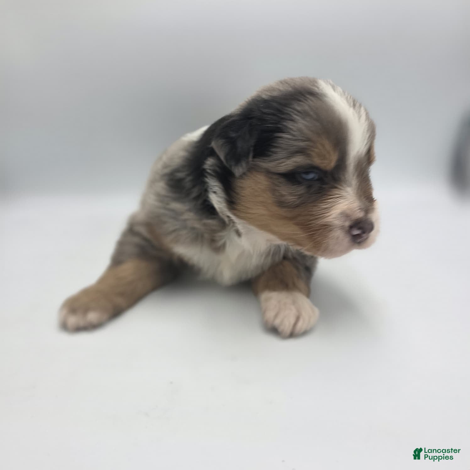 Australian Shepherd dogs Minnie - Ad 40