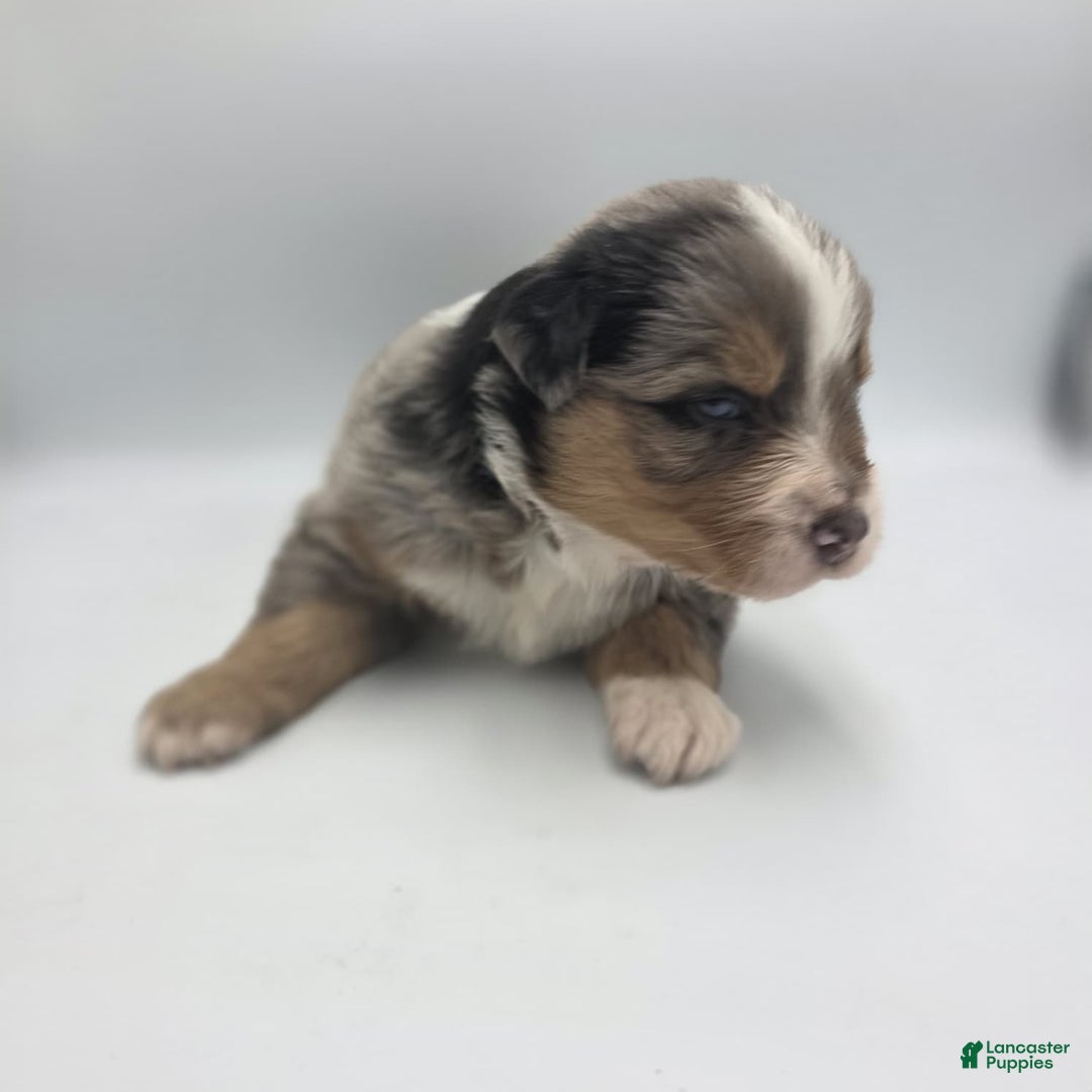 Australian Shepherd dogs for sale: Minnie - Ad 1