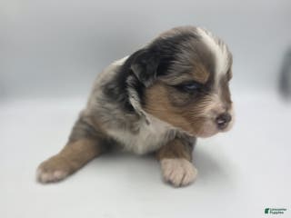 Australian Shepherd dogs Minnie - Ad 40