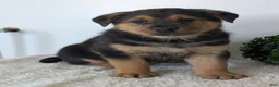 Mixed Breed dogs for sale: Harley - Ad 11