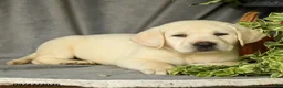 Labrador Retriever dogs for sale: Diesel - Ad 4