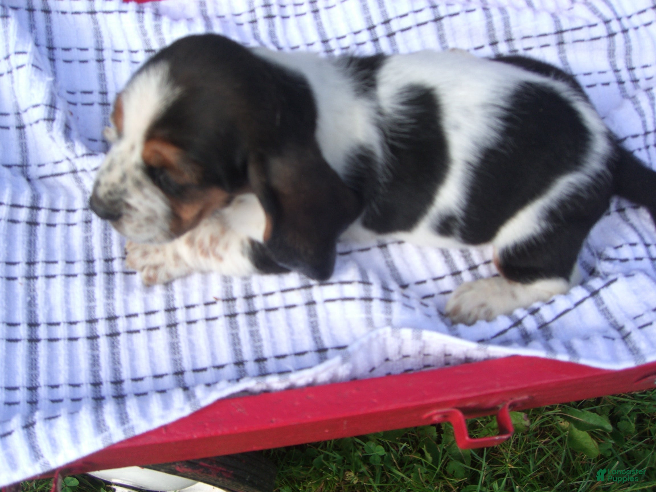 Basset Hound dogs Willy - Ad 2