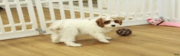 Cavapoo dogs for sale: Madelyn - Ad 6