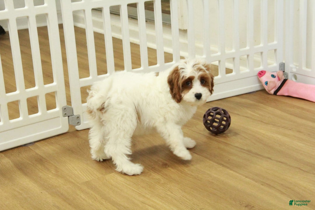 Cavapoo dogs for sale: Madelyn - Ad 6